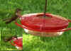 pictures/pic_1hummingbird_lg_dh.jpg (53563 bytes)