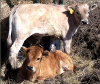 pictures/x_2calves.png (434061 bytes)