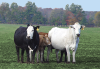 pictures/x_2cows_calf.png (383229 bytes)