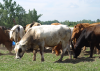 pictures/x_cowsgrazing.png (410868 bytes)