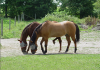 pictures/x_horses.png (460503 bytes)