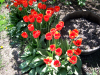 pictures/x_tulips.png (470592 bytes)